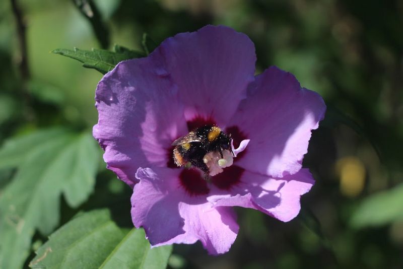 The bumblebee and the hibiscus